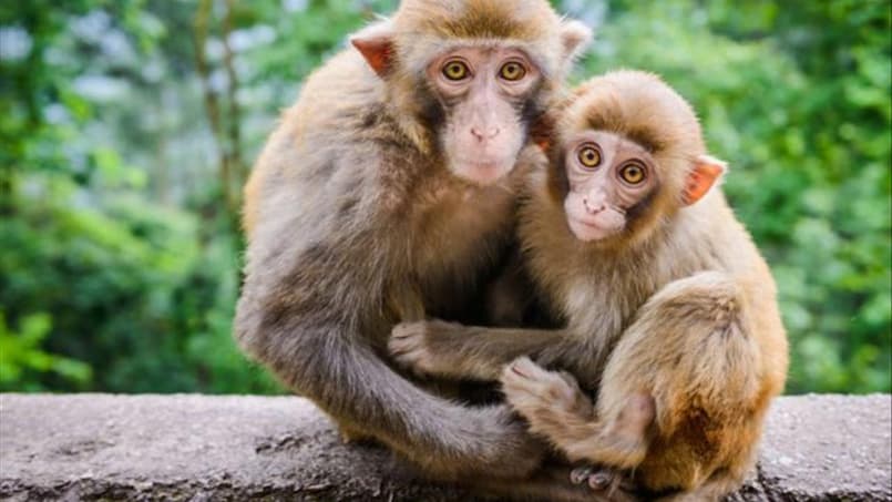 Chiêm bao mình đang nuôi một con khỉ có ý nghĩa gì?